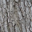 Alnus glutinosa ecorce